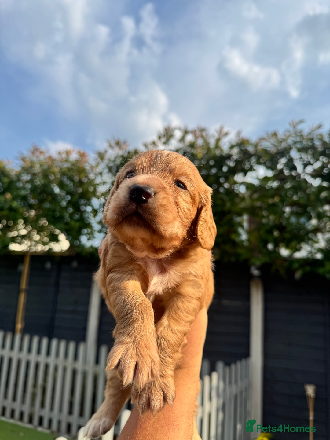 Cocker Spaniel dogs for sale: 2 gorgeous cocker spaniel puppies ready 14/9/25 - Image 10