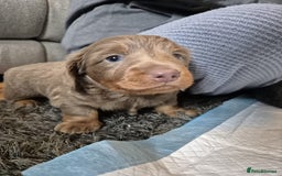 Dachshund dogs for sale: Dachshund - Image 10