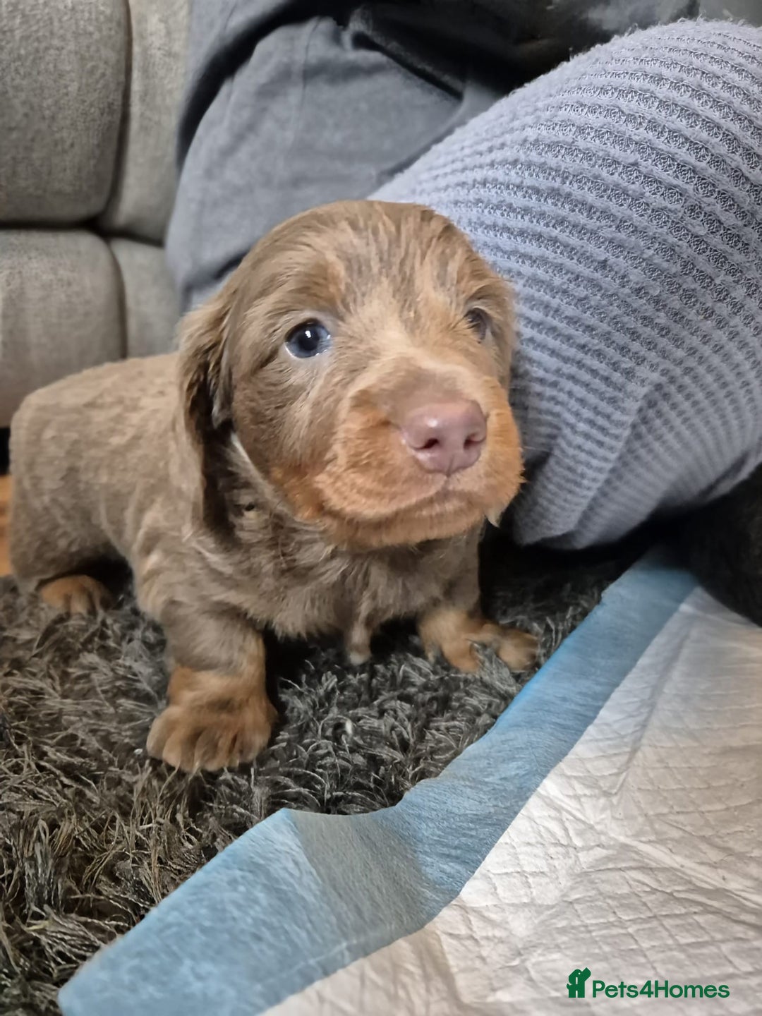 Dachshund dogs for sale: Dachshund - Image 10