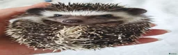 Pygmy Hedgehog rodents for sale: Full pedigree African pygmy hedgehog babies  - Advert 9