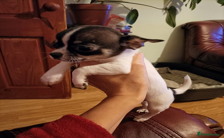 Chihuahua dogs KC Chihuahua puppies  - Advert 11