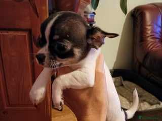 Chihuahua dogs KC Chihuahua puppies - Advert 2