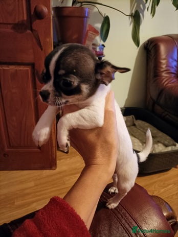 Chihuahua dogs KC Chihuahua puppies - Advert 11