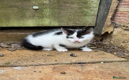 European cats for sale: Adorable Tuxedo Longhair Kittens  - Image 11
