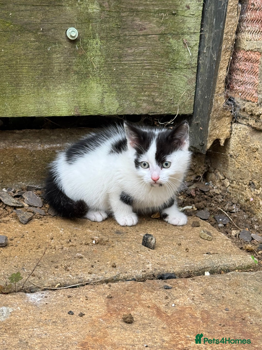 European cats for sale: Adorable Tuxedo Longhair Kittens  - Image 11