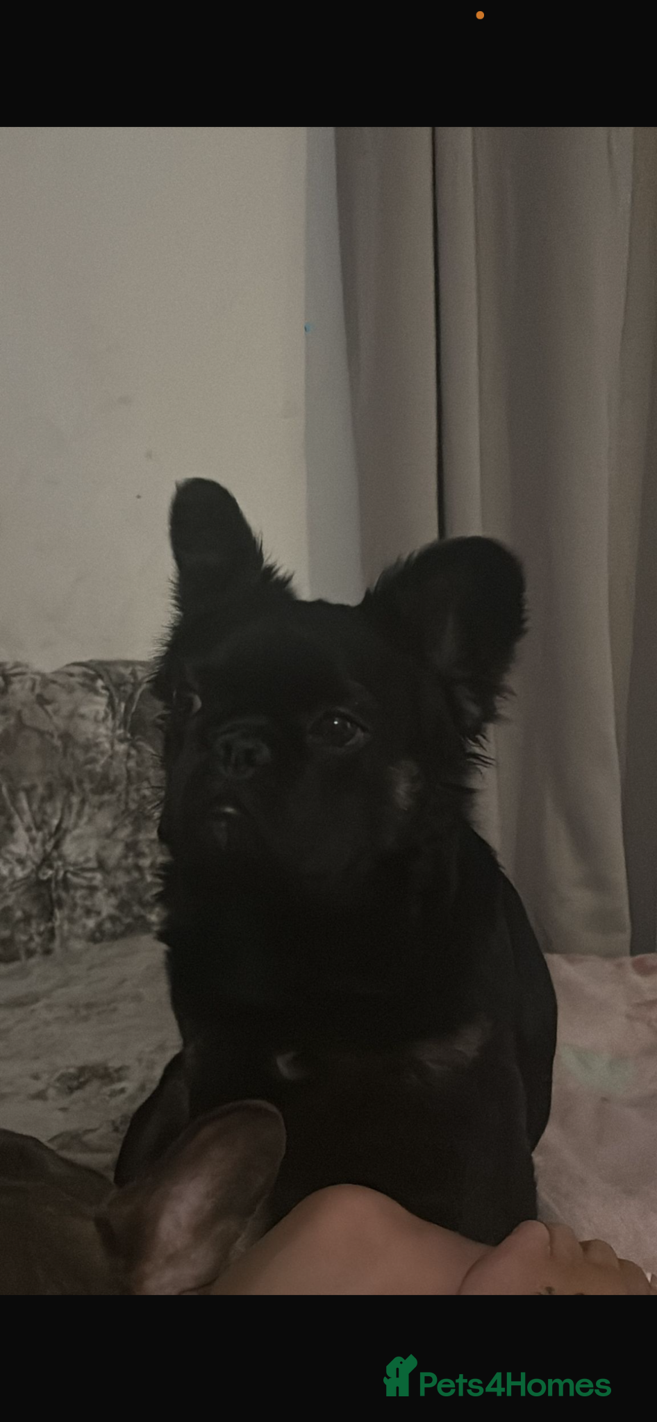 French Bulldog dogs Fluffy female French bulldog for sale  - Advert 1