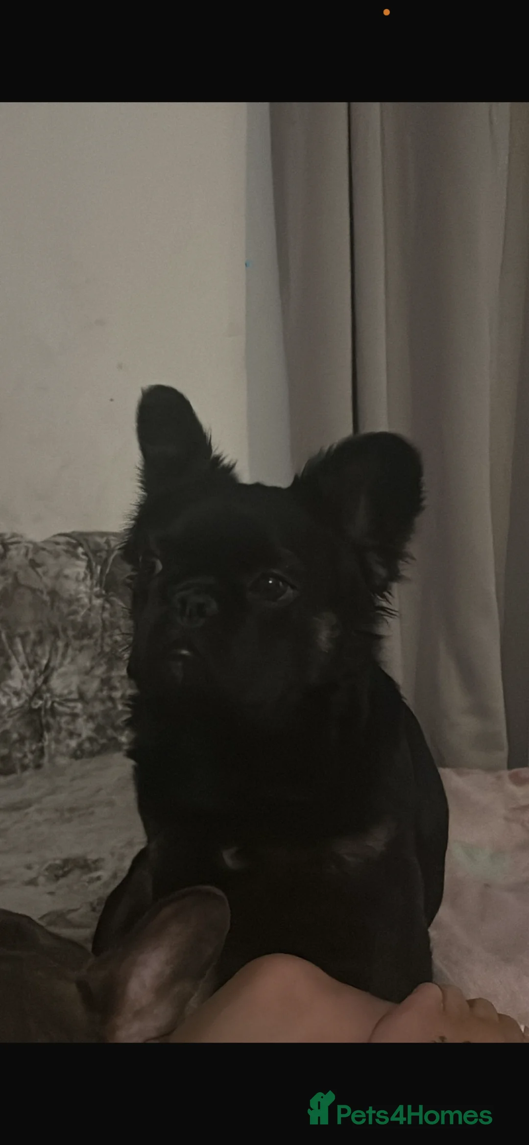 French Bulldog dogs for sale: Fluffy female French bulldog for sale  in Salford - Advert 1