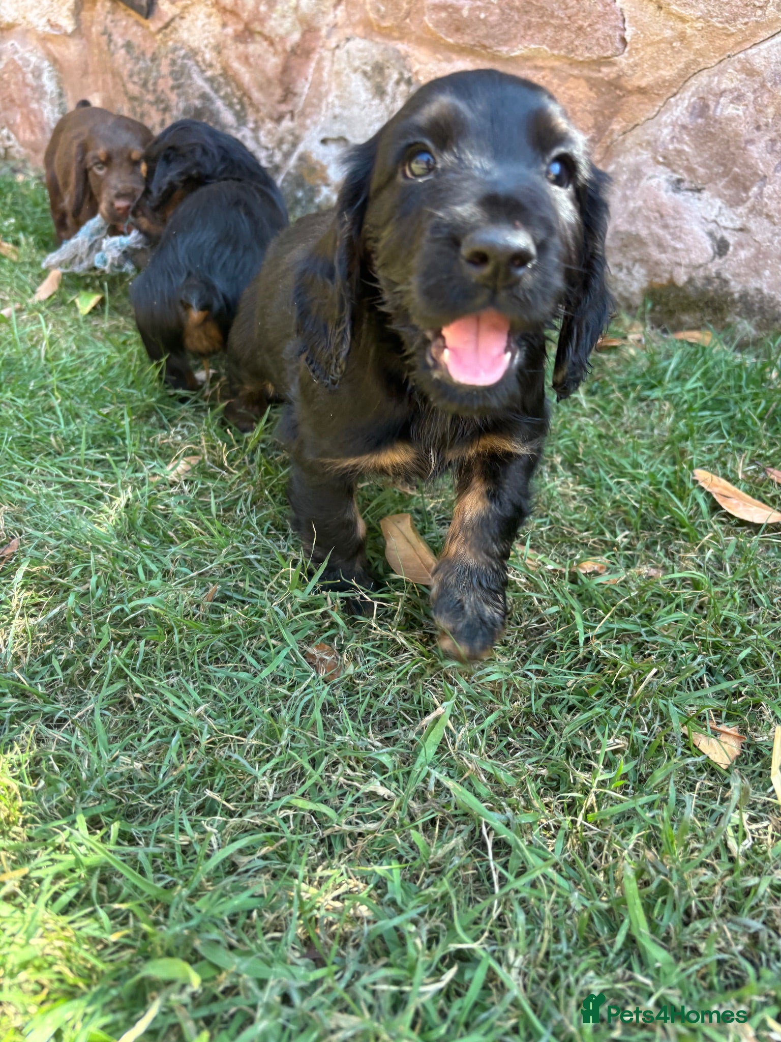 Cocker Spaniel dogs One Boy Left 🩵Working Cocker Spaniel Puppies  - Advert 2