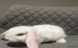 Mini Lop rabbits for sale: Mini Lop Bunnies  - Image 9