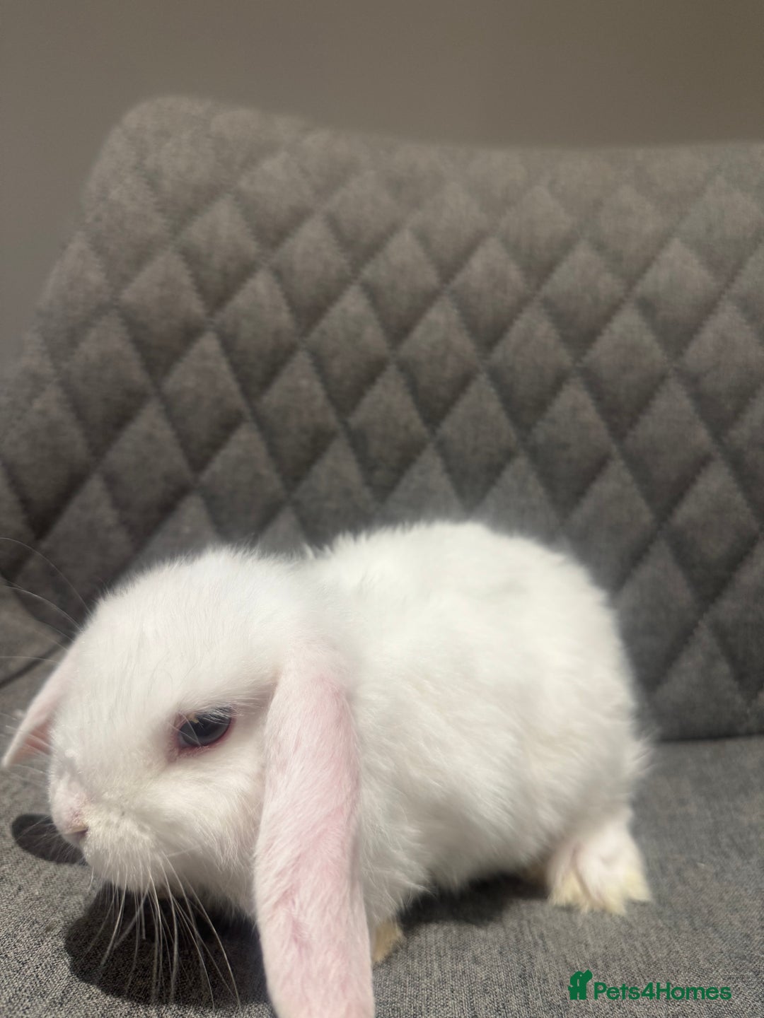 Mini Lop rabbits for sale: Mini Lop Bunnies  - Image 9