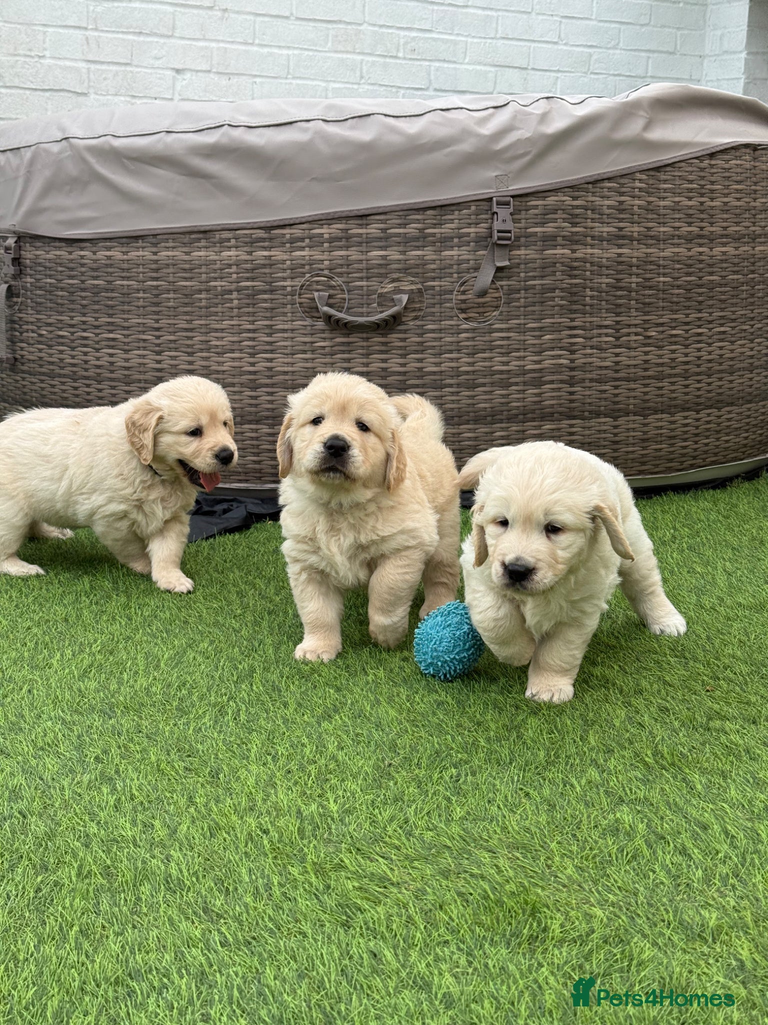 Golden Retriever dogs for sale: Beautiful chunky golden retriever puppies  in Chelmsford - Advert 15