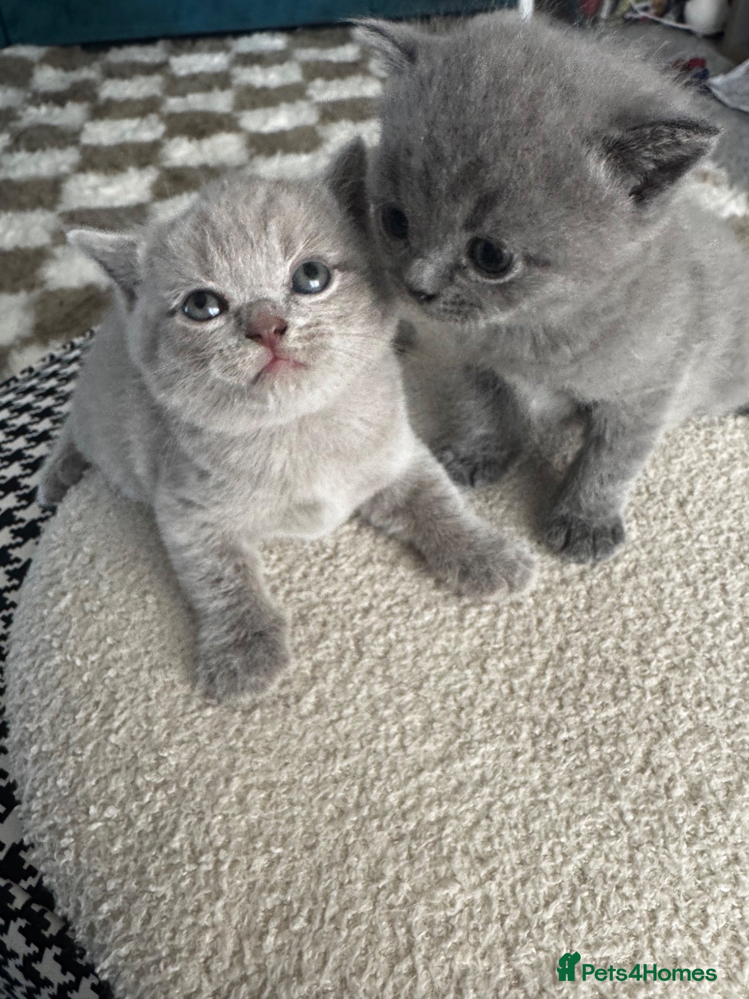 British Shorthair cats British shorthair kittens  - Advert 7