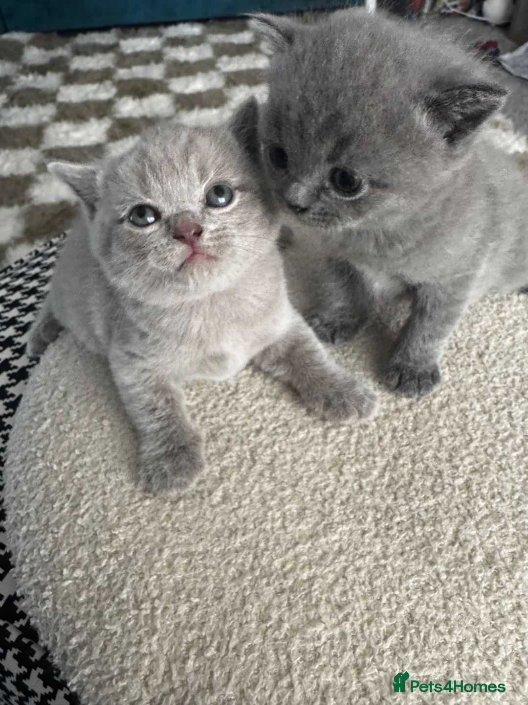 British Shorthair cats for sale: British shorthair kittens  - Advert 1