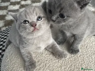 British Shorthair cats British shorthair kittens - Advert 2