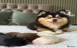 Pomsky dogs for sale: F3 Pomsky Puppies - ready after  **  - Advert 6