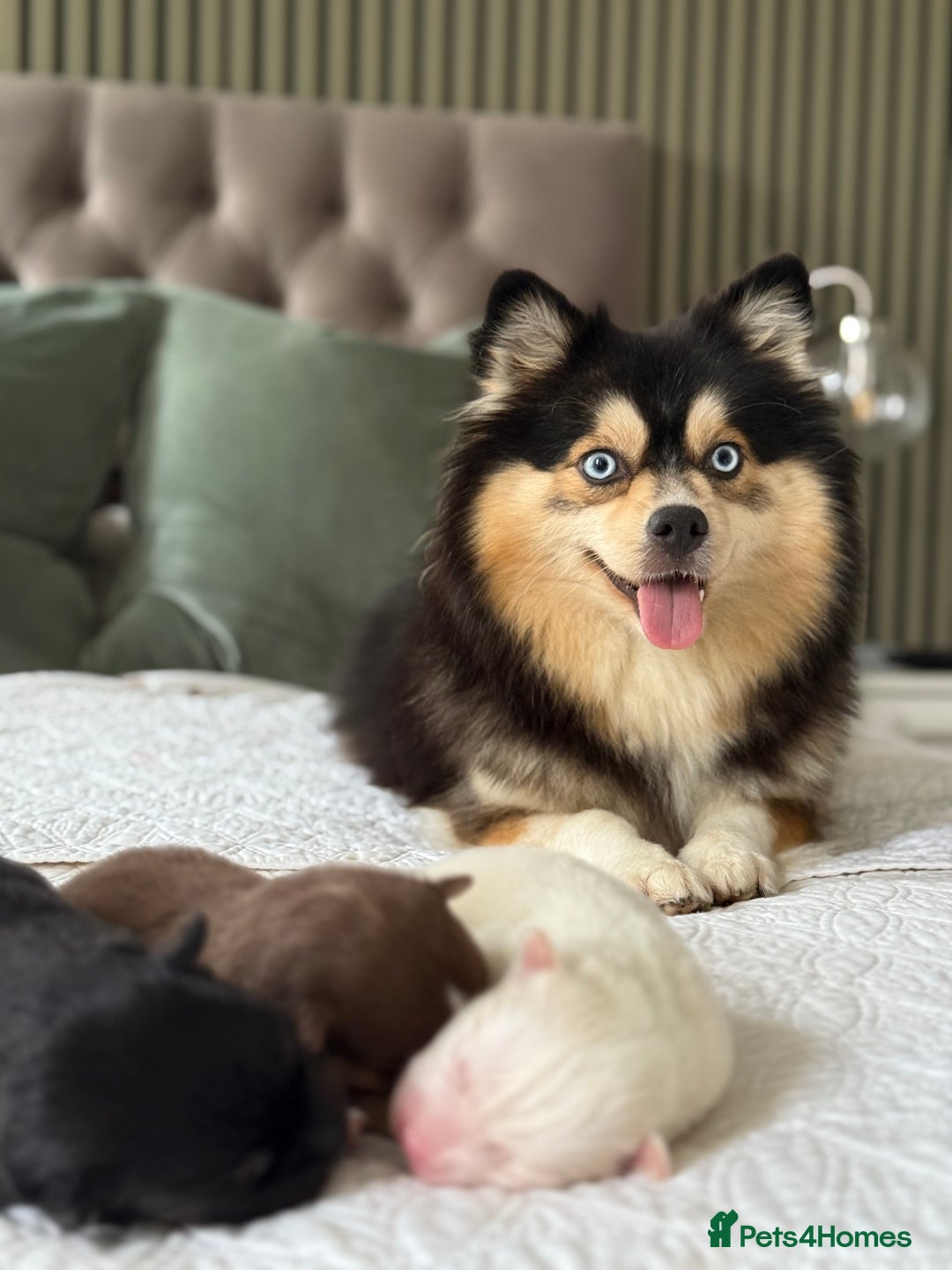 Pomsky dogs for sale: F3 Pomsky Puppies - ready after  **  - Advert 6