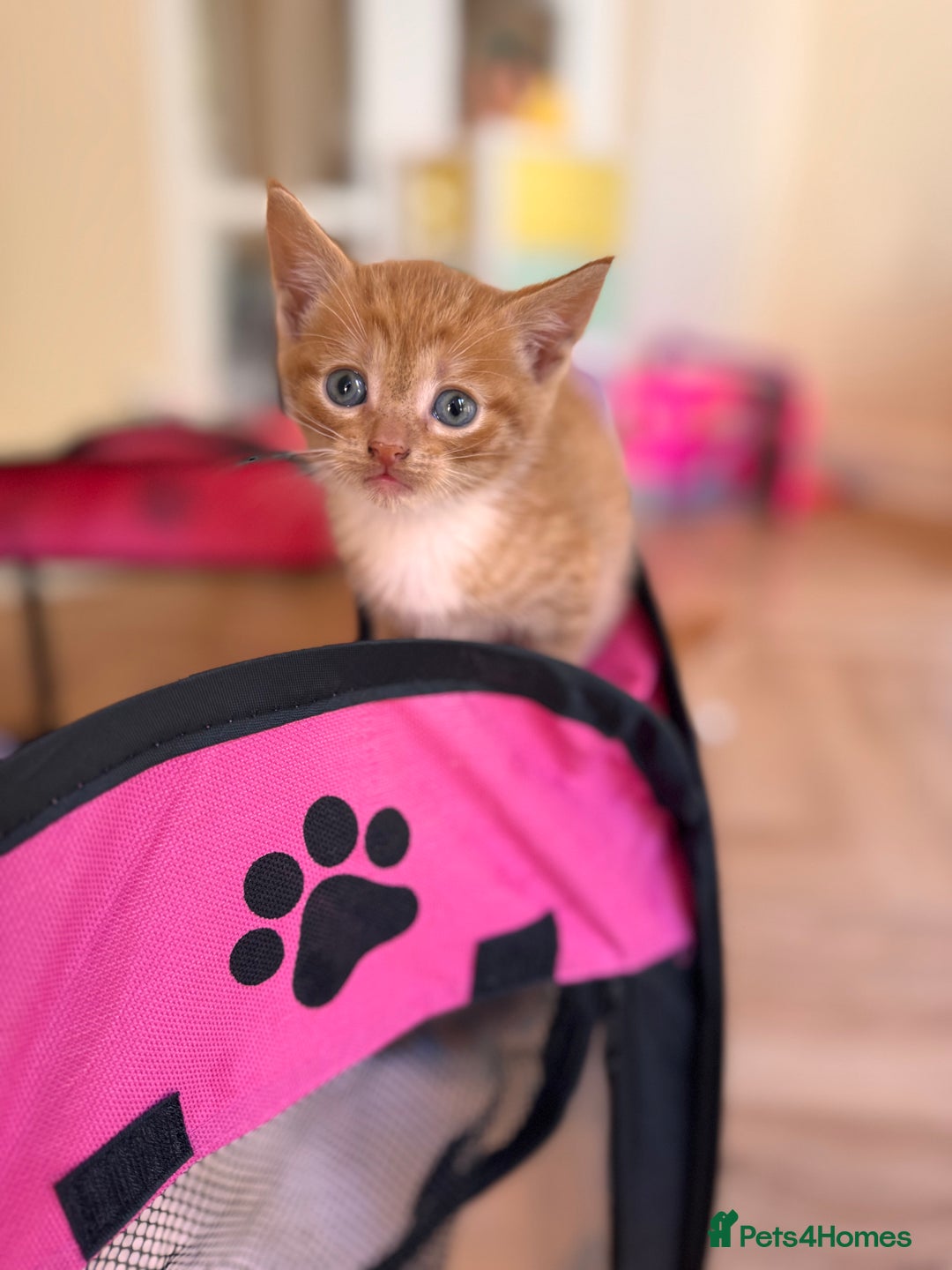 British Shorthair cats for sale: 6 British shorthair/calico kittens ready now - Image 1