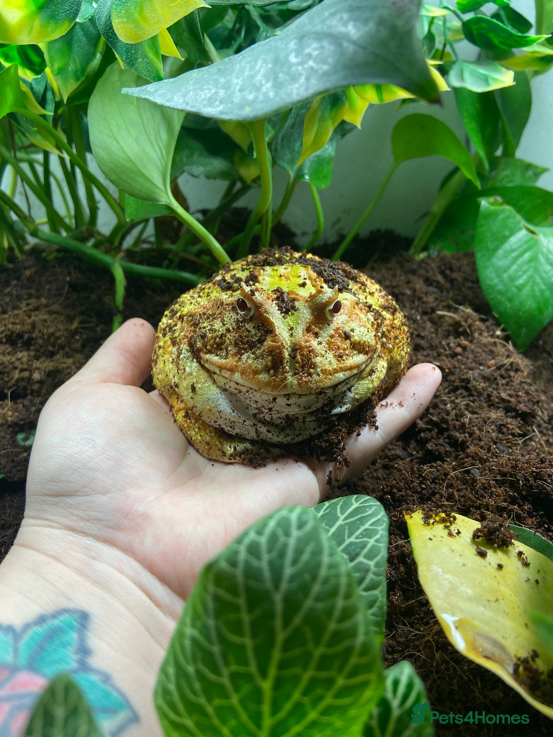 Frog reptiles for sale: Female Pac-Man frog - Image 15
