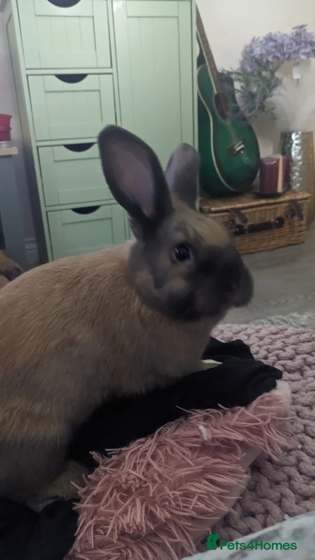 Mixed Breed rabbits for sale: Female bunnies X2 nearly 5 months - Advert 7