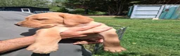 Labrador Retriever dogs for sale: Beautiful litter of puppies for sale - Advert 10