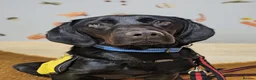 Labrador Retriever dogs for sale: Scent detection dog  - Advert 5