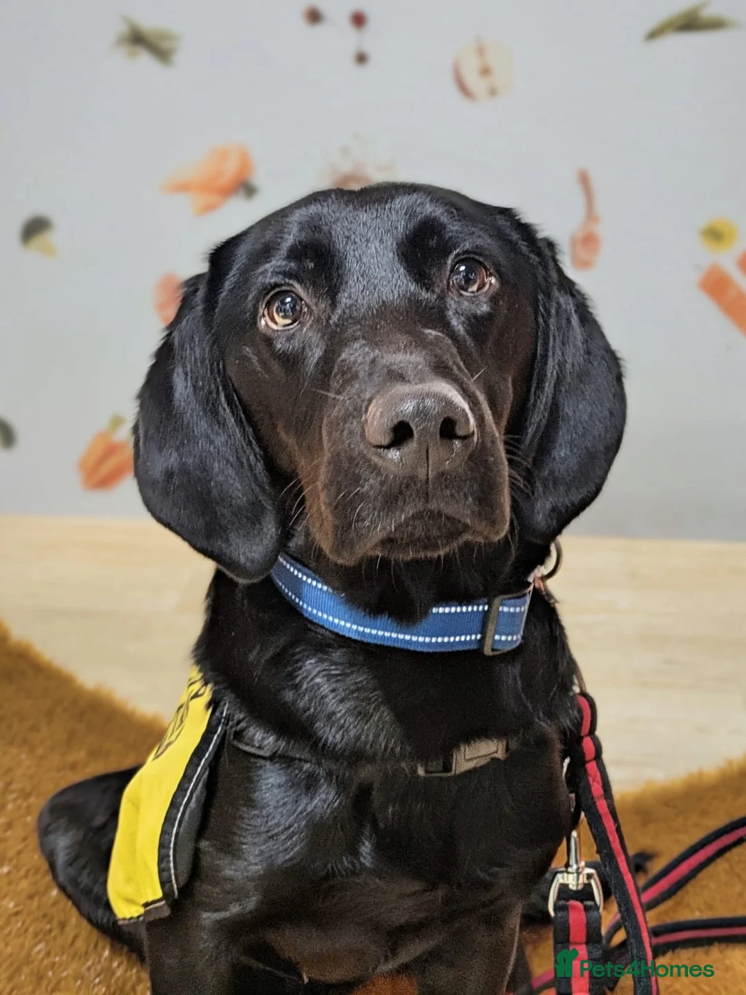 Labrador Retriever dogs for sale: Scent detection dog  - Advert 5