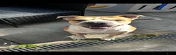 Mixed Breed dogs for sale: Juke needing rehome  - Advert 5