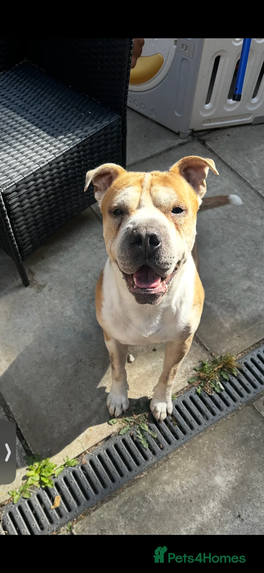 Mixed Breed dogs for sale: Juke needing rehome  - Advert 5