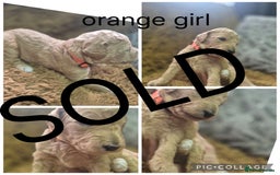 Labradoodle dogs for sale: REDUCED Labradoodle muti gen f1bb - Image 6