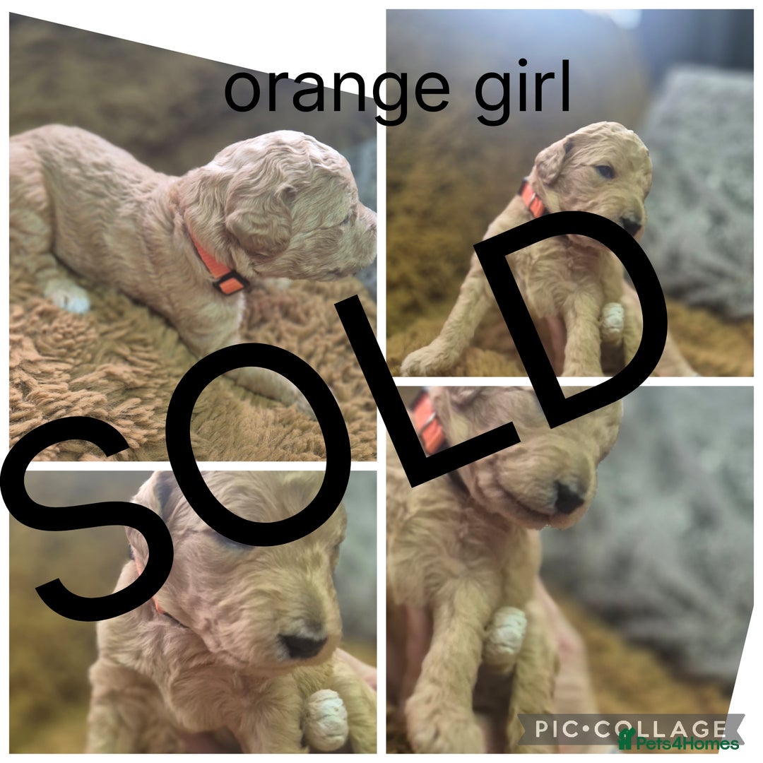Labradoodle dogs for sale: REDUCED Labradoodle muti gen f1bb - Image 6