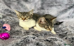 Mixed Breed cats for sale: Kittens  - Image 4