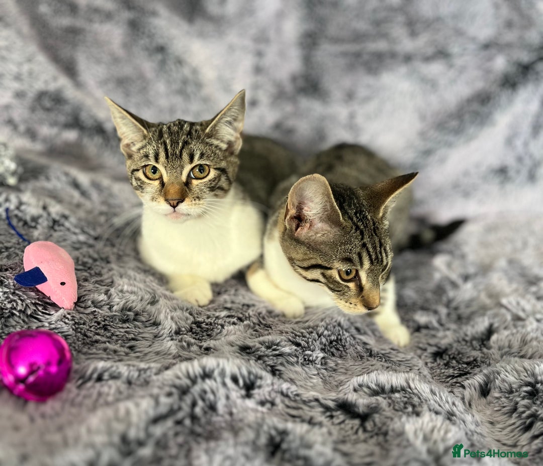 Mixed Breed cats for sale: Kittens  - Image 4