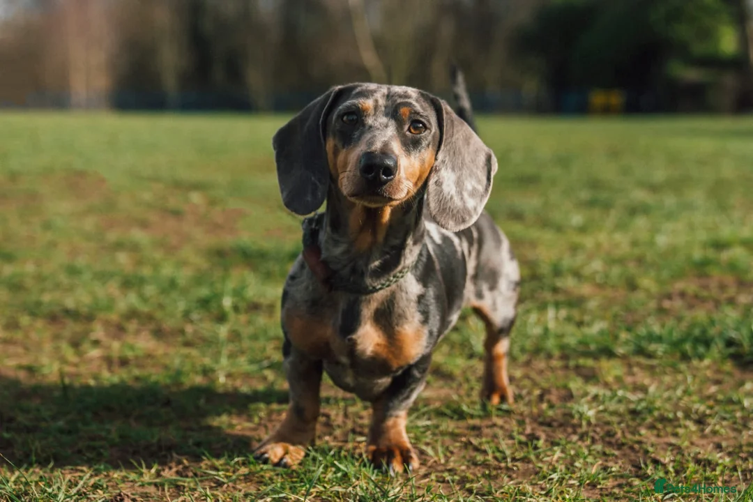 Miniature Dachshund dogs for stud: Miniature Smooth Hair Dachshund in Sandbach - Advert 2