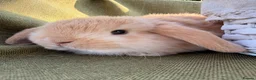 Mini Lop rabbits for sale: *Mini Lop Babies  - Advert 27