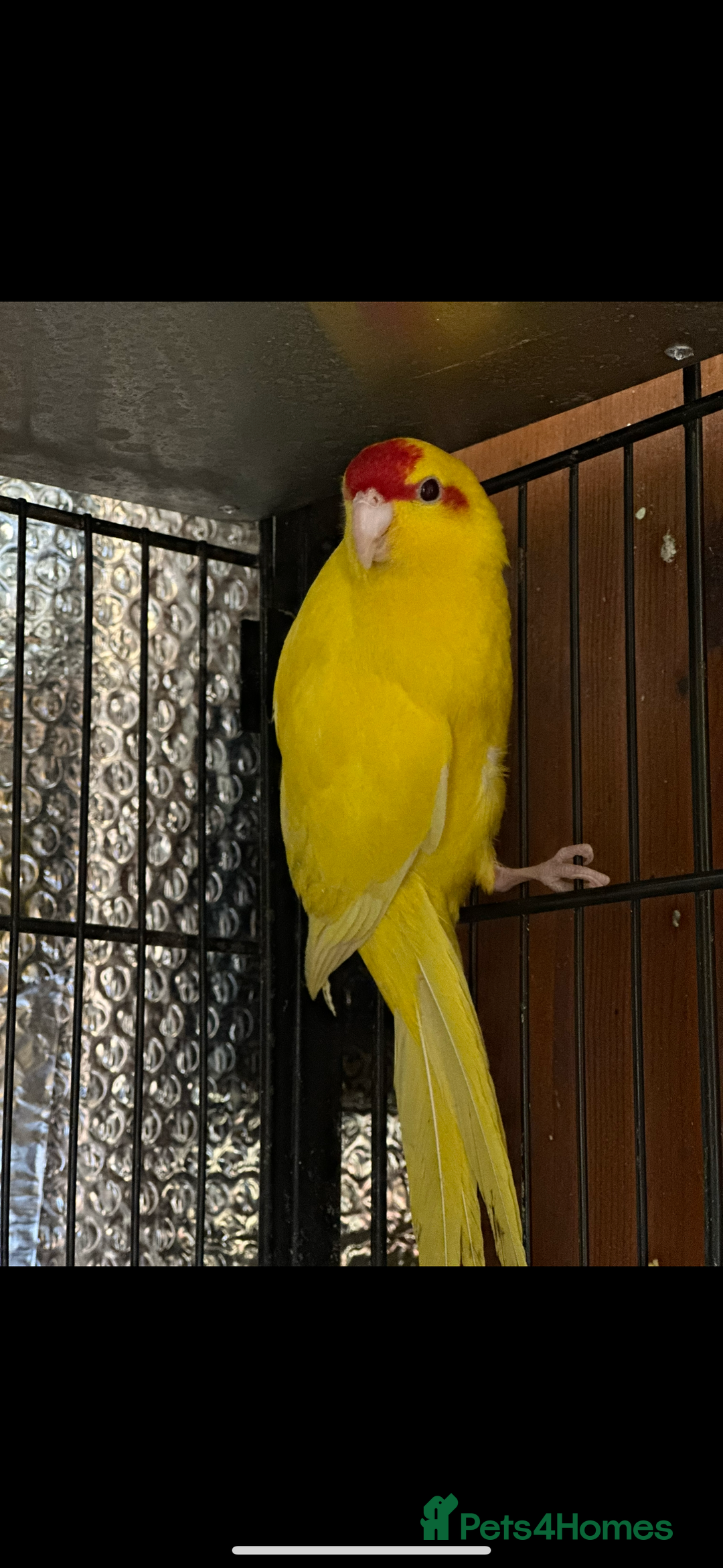 Parrots birds for sale: Beautiful Adorable Kakariki Talking Parrots - Image 21