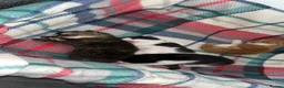 Mixed Breed cats for sale: 4 beautiful kittens  - Advert 16