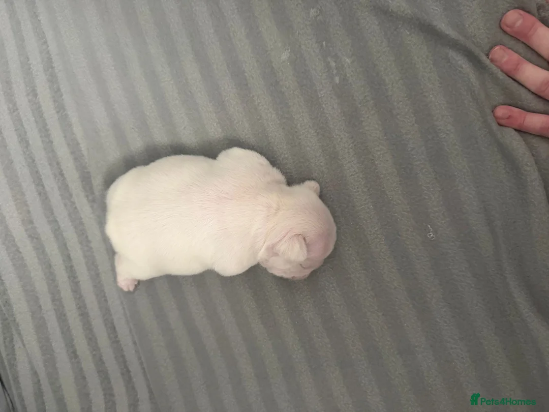 French Bulldog dogs for sale: French bulldog pups  - Advert 6