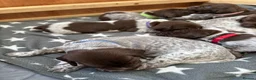 German Shorthaired Pointer dogs for sale: Stunning German Shorthaired Pointer Pups KC Reg'd - Advert 7