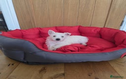 West Highland Terrier dogs for sale: 2 Female West Highlands Puppies - Image 12