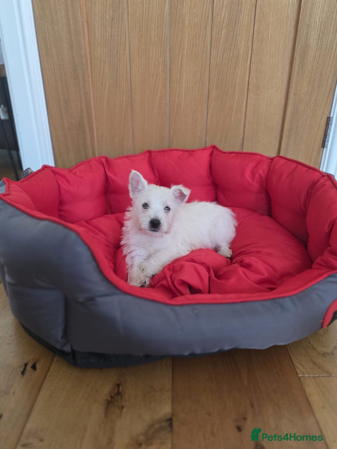 West Highland Terrier dogs for sale: 2 Female West Highlands Puppies - Image 12