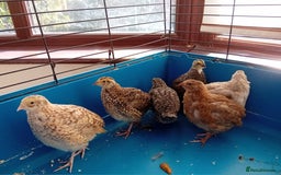 Quail poultry for sale: 6 x Healthy Young Quail – Ready for New Homes - Image 4