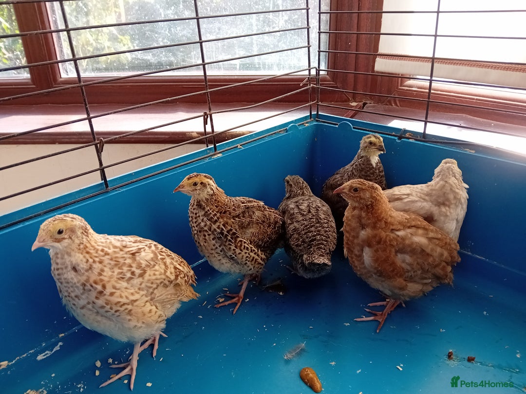 Quail poultry for sale: 6 x Healthy Young Quail – Ready for New Homes - Image 4