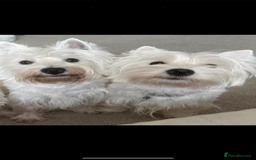 West Highland Terrier dogs for sale: Quality Westie Pups  - Image 11