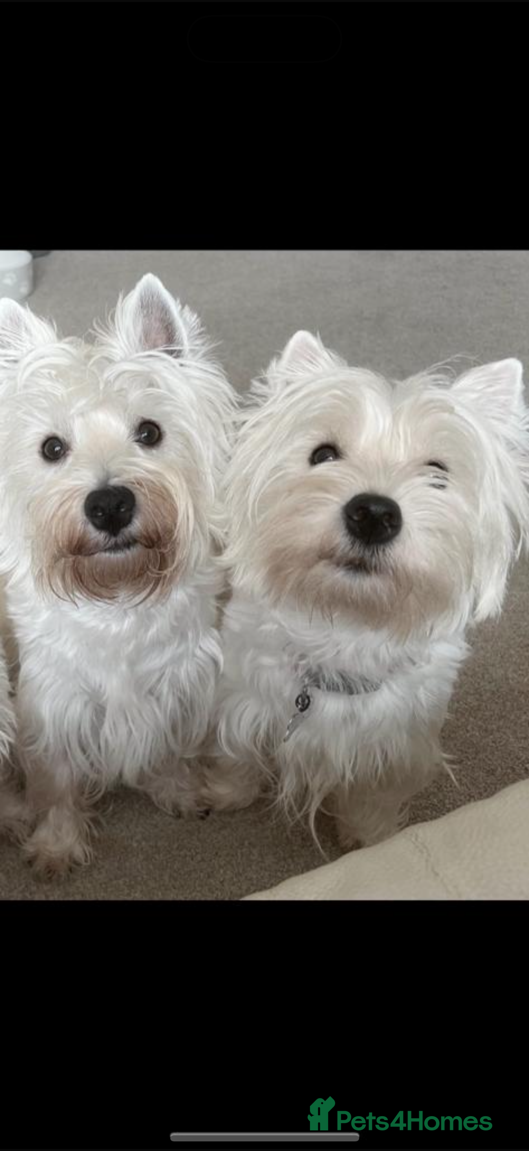 West Highland Terrier dogs for sale: Quality Westie Pups  - Image 11