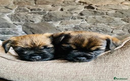 Border Terrier dogs for sale: Kc Reg Border Terrier Pup for sale - Image 7
