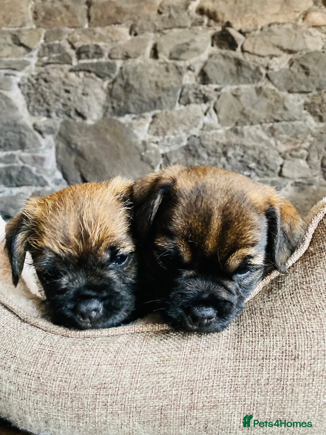 Border Terrier dogs for sale: Kc Reg Border Terrier Pup for sale - Image 7