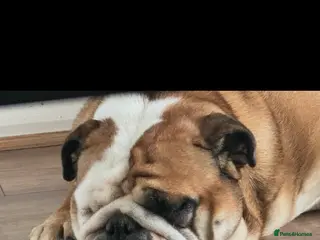 English Bulldog dogs Luna the bulldog - Advert 2