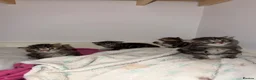 Domestic Shorthair cats for sale: Fur babies - Advert 4