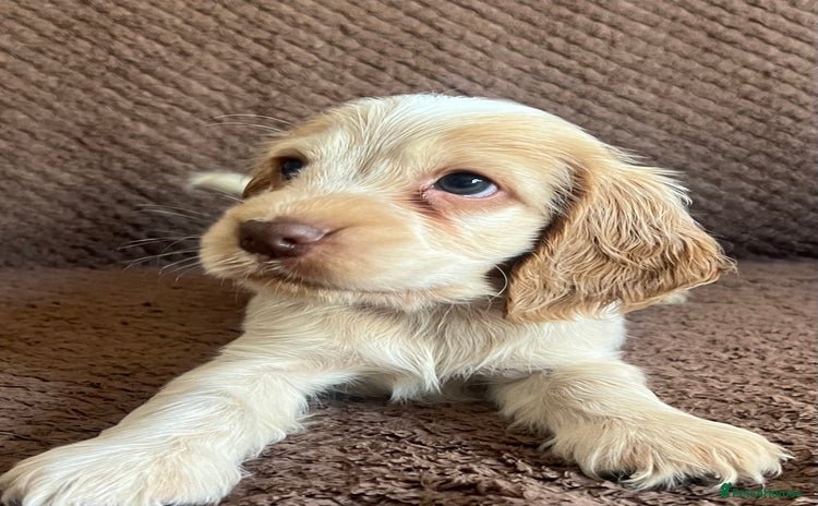 Cocker Spaniel dogs - Advert 16