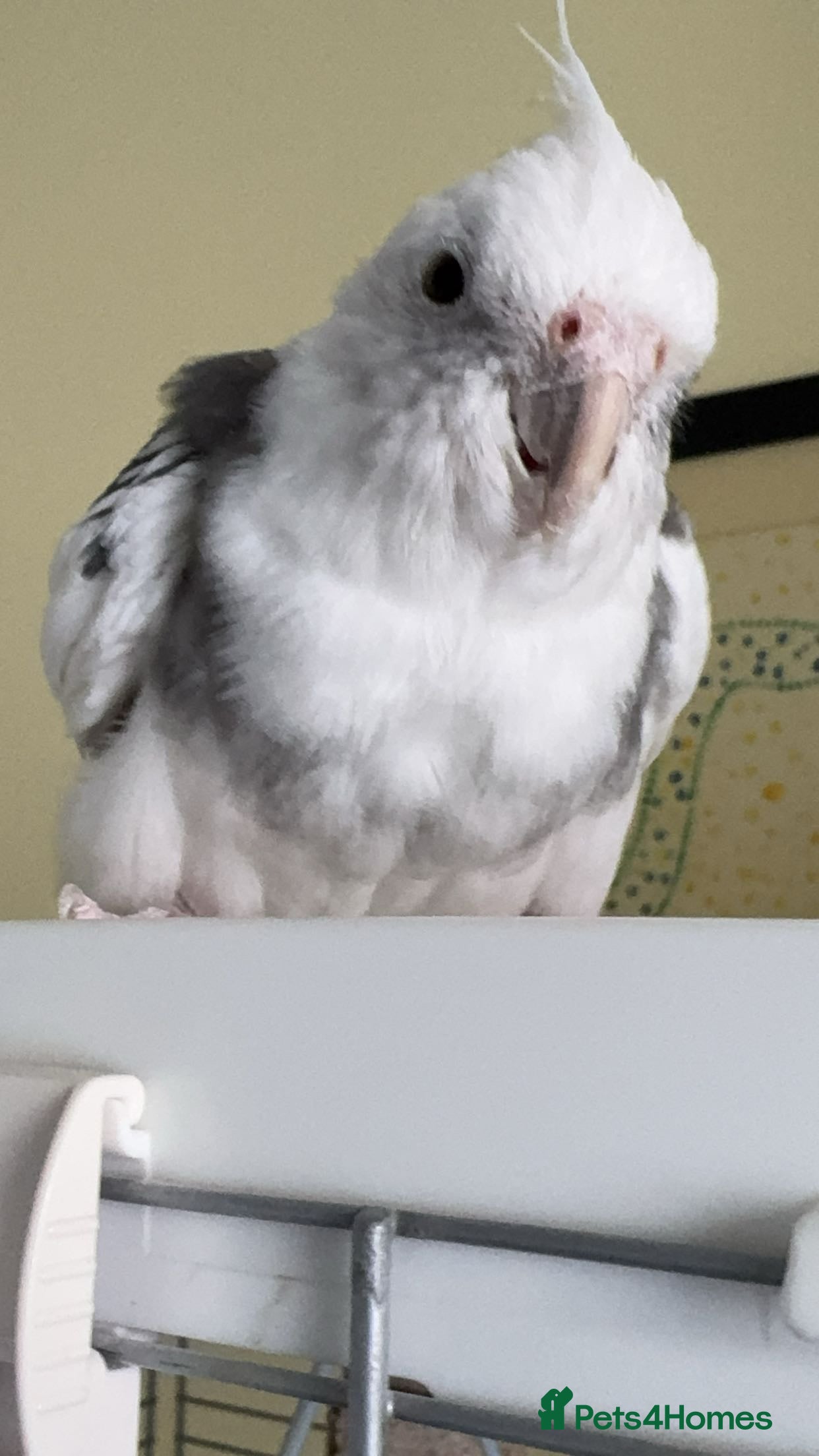 Cockatiels birds Cockatiel for sale  - Advert 1